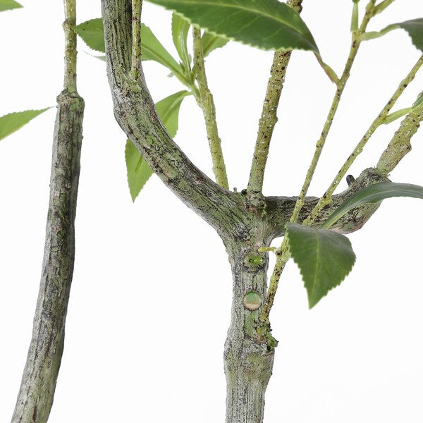 Japanese Pieres Faux Plant - 60 inch